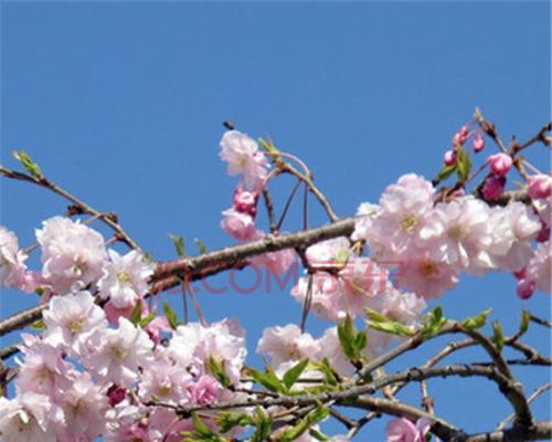 为什么庭院不能种樱花？（探究种植樱花的种种困难与问题）