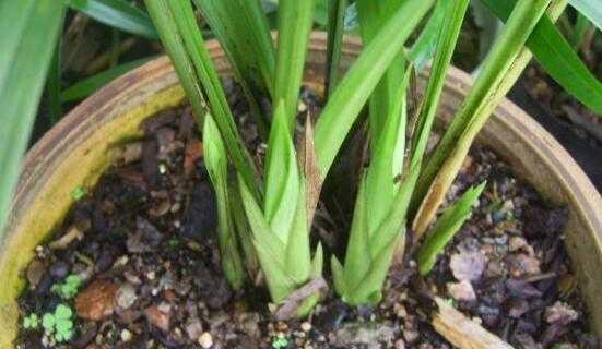 兰花栽培土怎样配（打造理想生长环境，提高兰花成活率）