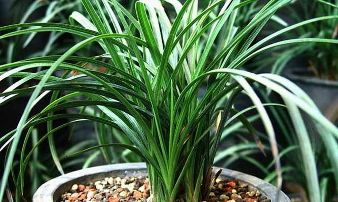 兰花栽培土怎样配（打造理想生长环境，提高兰花成活率）