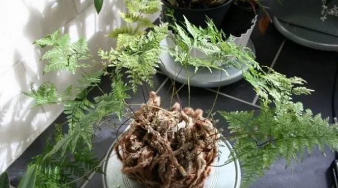 适合家居养殖的优美盆栽——凤尾蕨（美观实用，装点您的家居环境）