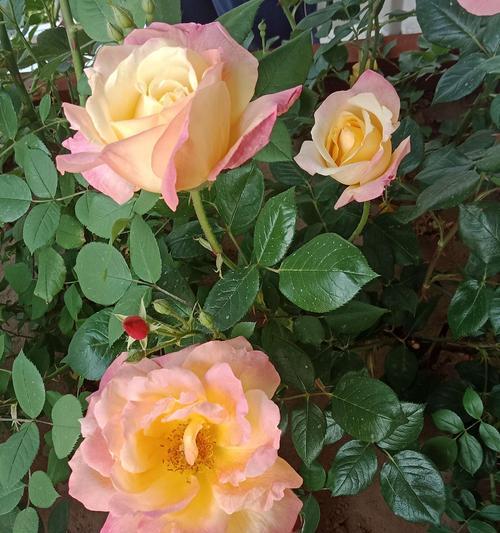 月季与迎春花的共存之美（春夏交接处的花海盛宴）