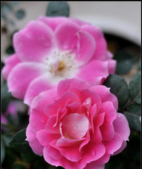 月季与迎春花的共存之美（春夏交接处的花海盛宴）