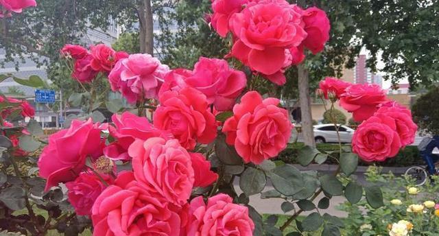 月季与迎春花的共存之美（春夏交接处的花海盛宴）