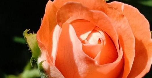 玫瑰与月季的区别（玫瑰与月季的外观、生长环境、花期、品种、用途等方面的对比）