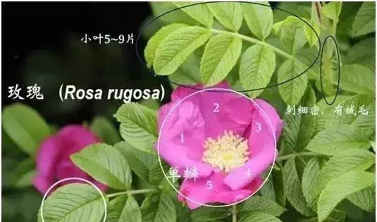 玫瑰与月季的区别（玫瑰与月季的外观、生长环境、花期、品种、用途等方面的对比）