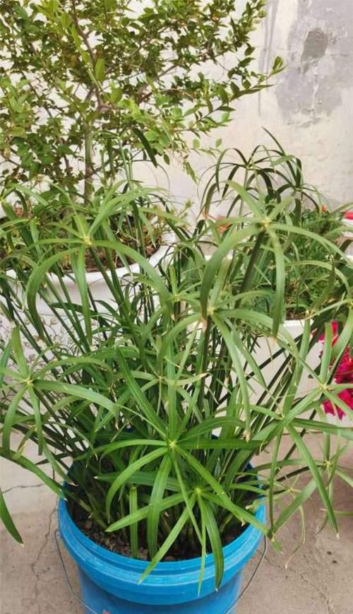 伞竹的养殖方法（打造亲近自然的家居花园）