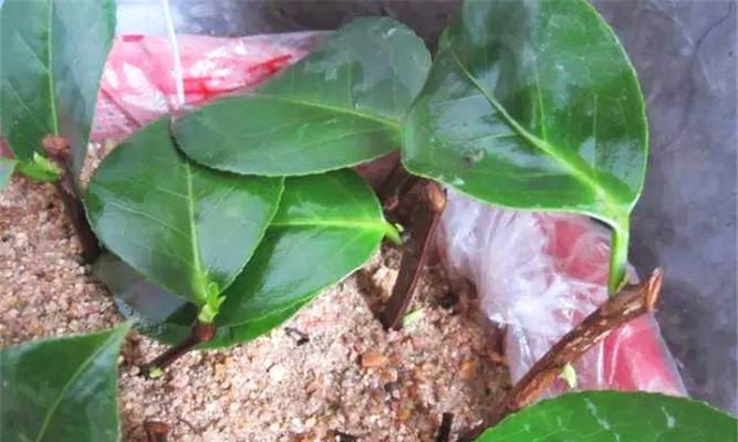 茶花水培生根最快方法（详解茶花水培生根步骤，让您轻松成功）
