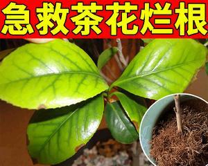茶花水培生根最快方法（详解茶花水培生根步骤，让您轻松成功）