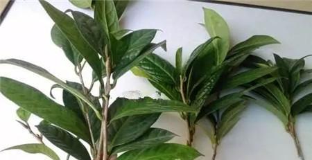 茶花水培生根最快方法（详解茶花水培生根步骤，让您轻松成功）