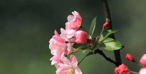 海棠树的栽培与养护（如何打理健康的海棠树？）