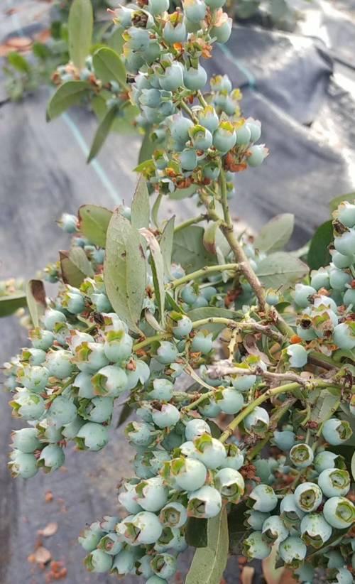 蓝莓种植指南（打造自己的蓝莓田，从这里开始）