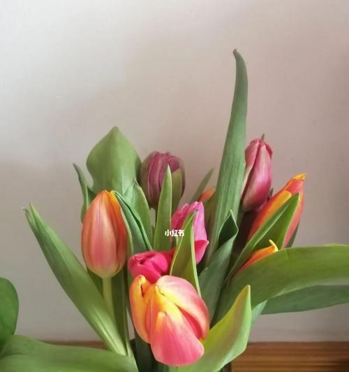 郁金香室内养护全指南（掌握这几点技巧，让你的郁金香在室内健康成长）