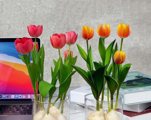 郁金香室内养护全指南（掌握这几点技巧，让你的郁金香在室内健康成长）