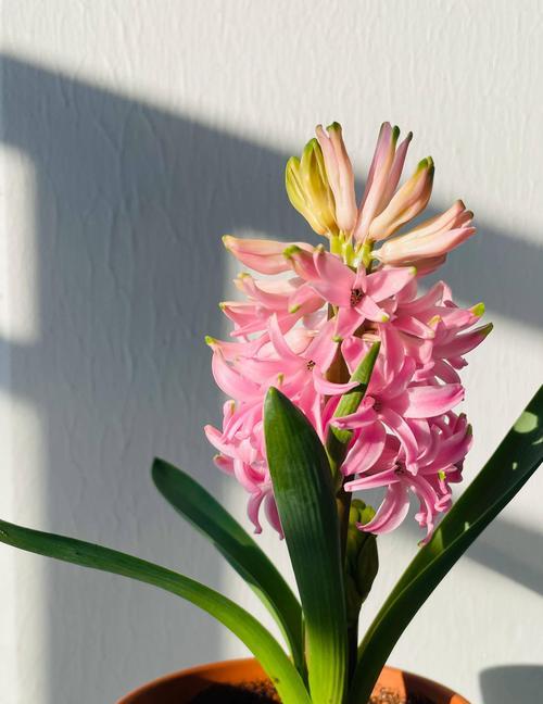 郁金香室内养护全指南（掌握这几点技巧，让你的郁金香在室内健康成长）