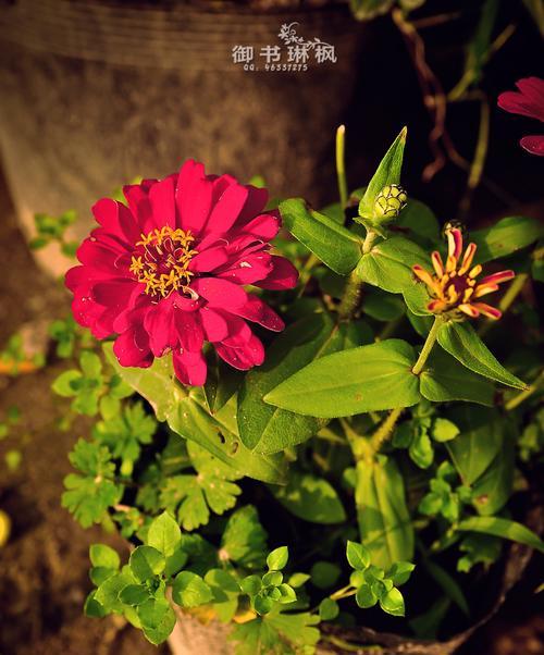 秋意盎然，花开浪漫（秋季花卉大赏，尽情感受花海迷人）