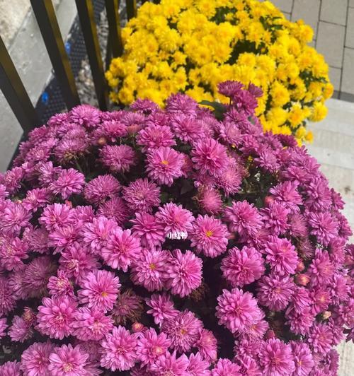秋意盎然，花开浪漫（秋季花卉大赏，尽情感受花海迷人）