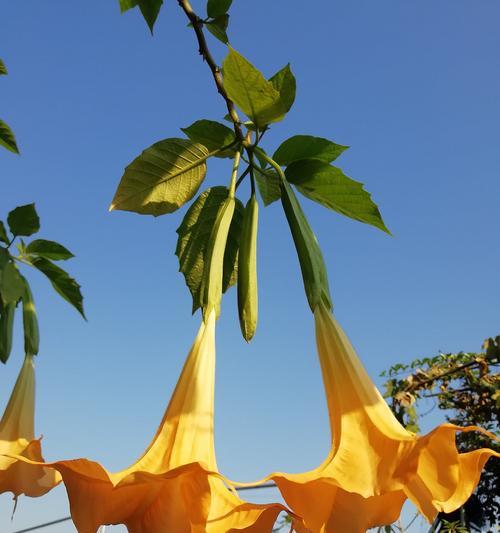 秋意盎然，花开浪漫（秋季花卉大赏，尽情感受花海迷人）