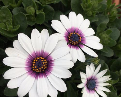 蓝目菊的花期与特点（探究蓝目菊花期、花朵形态和繁殖方式）