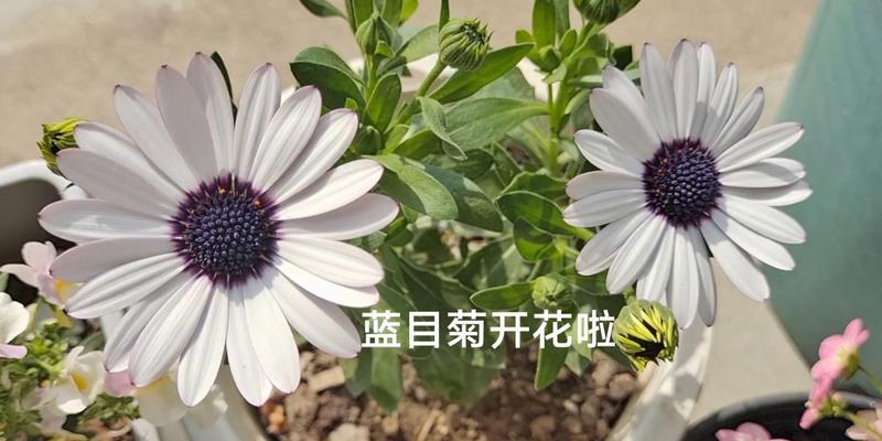 蓝目菊的花期与特点（探究蓝目菊花期、花朵形态和繁殖方式）