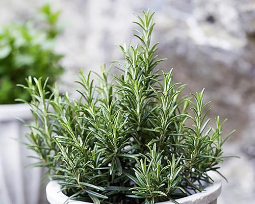 迷迭香养护指南（打造迷迭香丛林的秘密）