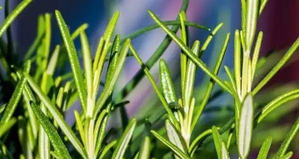 迷迭香养护指南（打造迷迭香丛林的秘密）