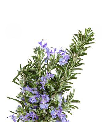 迷迭香养护指南（打造迷迭香丛林的秘密）