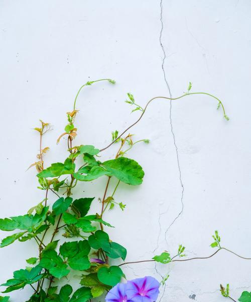 牵牛花的开花时间及特点（繁花似锦，千姿百态，花期长达数月）