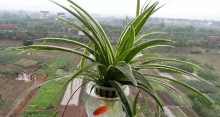 水培植物如何换水（养好水培植物，从正确换水开始）