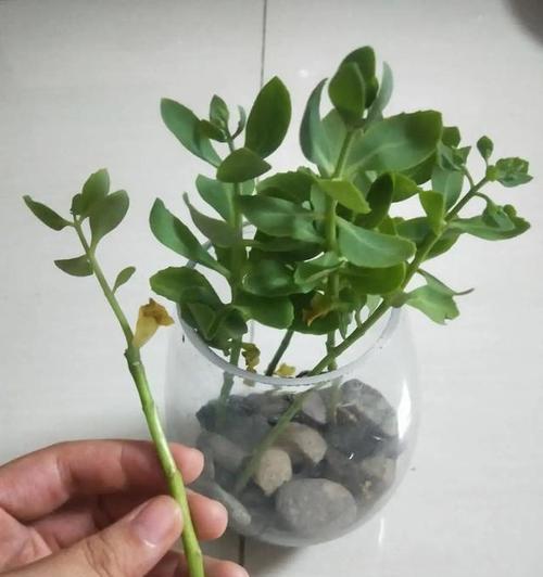 水培植物如何换水（养好水培植物，从正确换水开始）