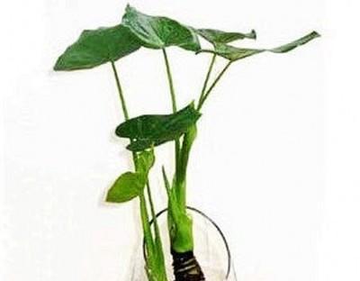 滴水观音养殖方法（打造家居青绿植物，让家更有生气）