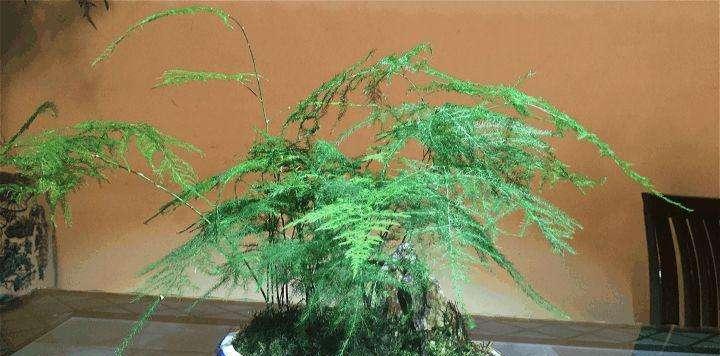 巧防冬季文竹叶子发黄（保持适宜的温度湿度，定时浇水养护文竹）