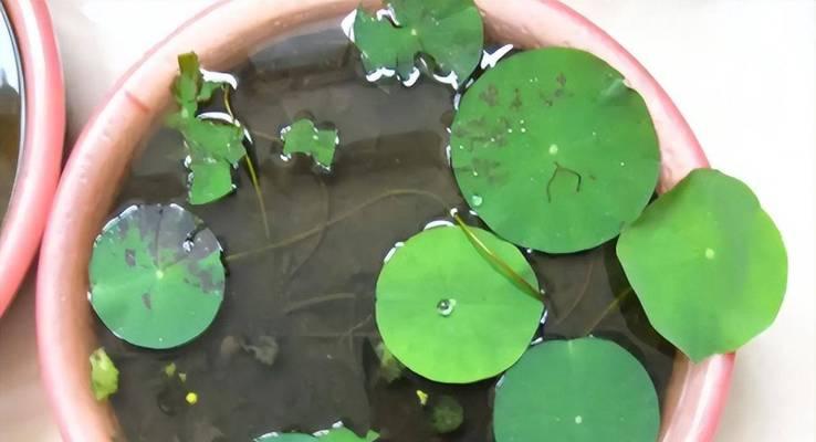 碗莲种植指南（打造私家花园的最佳选择）
