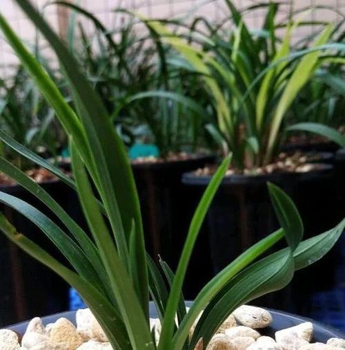 兰花换盆的最佳时机（兰花换盆的时间、方法和注意事项）