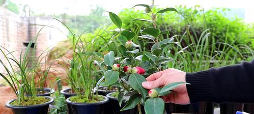 茶花盆栽的养殖方法及注意事项（茶花盆栽养殖全攻略，让你轻松拥有美丽的花园）