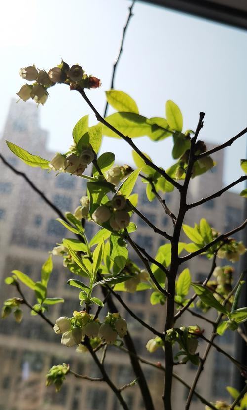 探秘自花传粉的神奇世界（花内的自我繁殖、多样的传粉机制、生态系统中的重要角色）