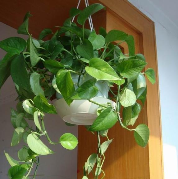 盆栽绿萝的养殖方法和注意事项（打造一个清新舒适的家居环境）