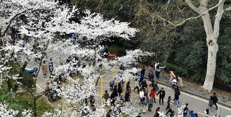 武汉樱花盛开时间剖析（春天到了，赏樱花别错过！）