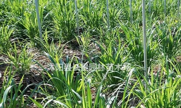 如何种植皇竹草种子（从种子到成草，一步步教你种植皇竹草）