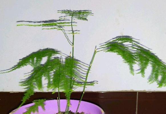文竹种子的养殖方法（从种子开始，一步步培育健康文竹）