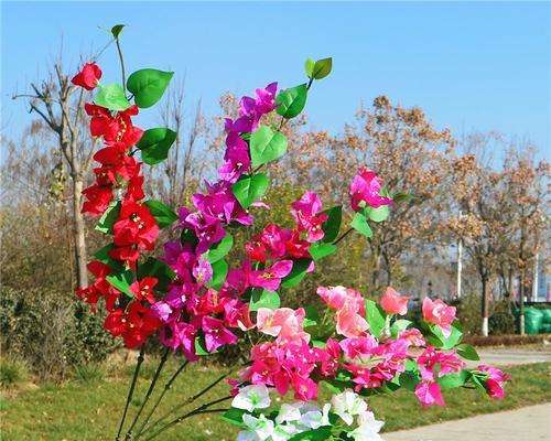 手把手教你制作三角梅攀爬（如何将三角梅变成花墙？攻略分享）