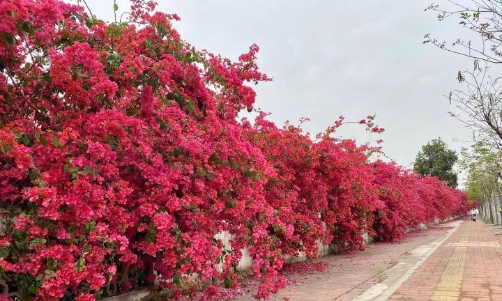 手把手教你制作三角梅攀爬（如何将三角梅变成花墙？攻略分享）