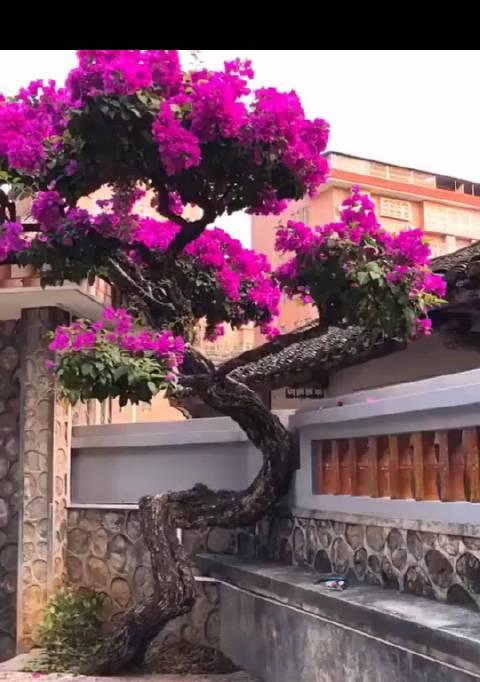 手把手教你制作三角梅攀爬（如何将三角梅变成花墙？攻略分享）