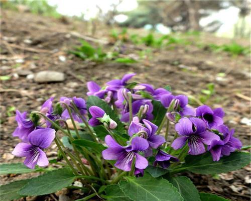 紫花地丁的开花频率（探究紫花地丁一年开几次花及其原因）