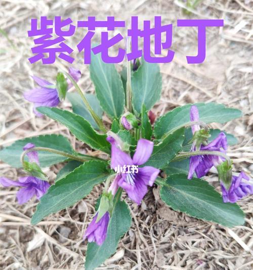 紫花地丁的开花频率（探究紫花地丁一年开几次花及其原因）