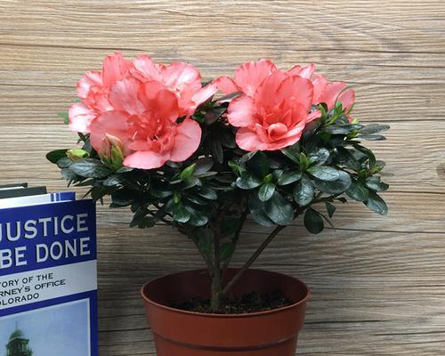 鸡冠杜鹃花的养护方法（让你的花园充满色彩与活力）