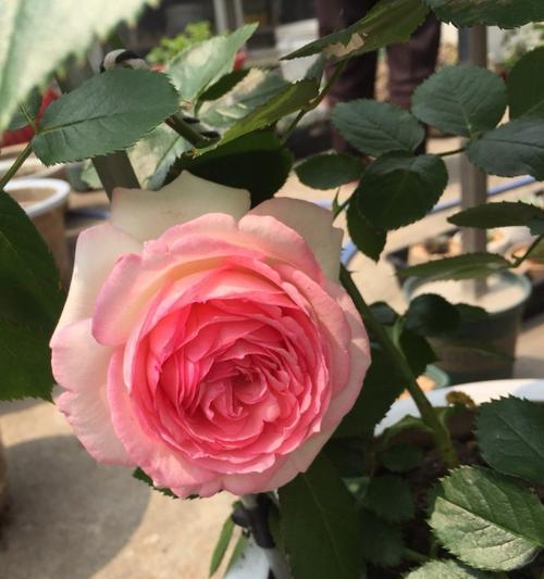 龙沙宝石月季花一年开几次？（盛放美丽的宝石花园，品味四季芳香）