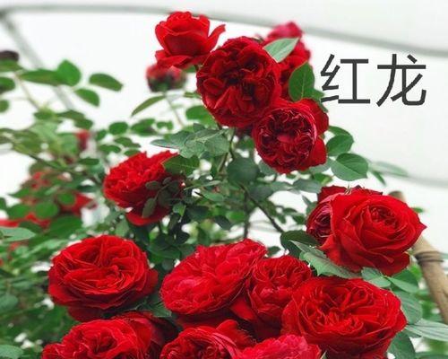 龙沙宝石月季花一年开几次？（盛放美丽的宝石花园，品味四季芳香）
