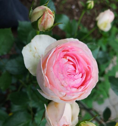 龙沙宝石月季花一年开几次？（盛放美丽的宝石花园，品味四季芳香）