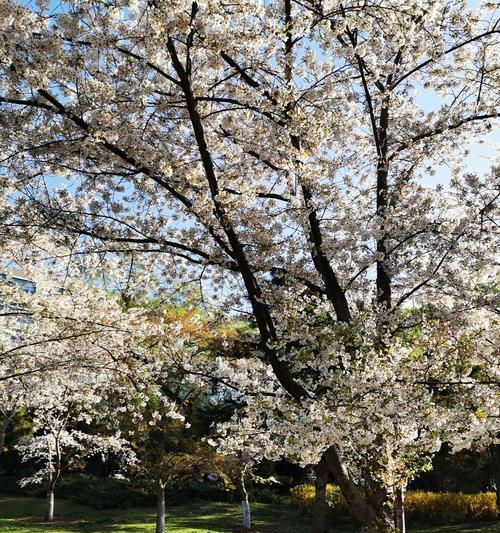 日本国花樱花（美丽的樱花文化）