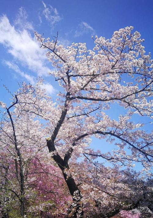 日本国花樱花（美丽的樱花文化）